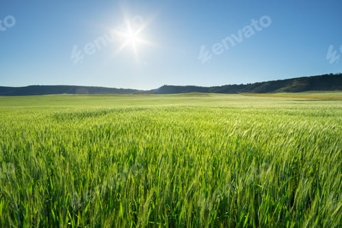 Preview: Meadow of wheat at day.