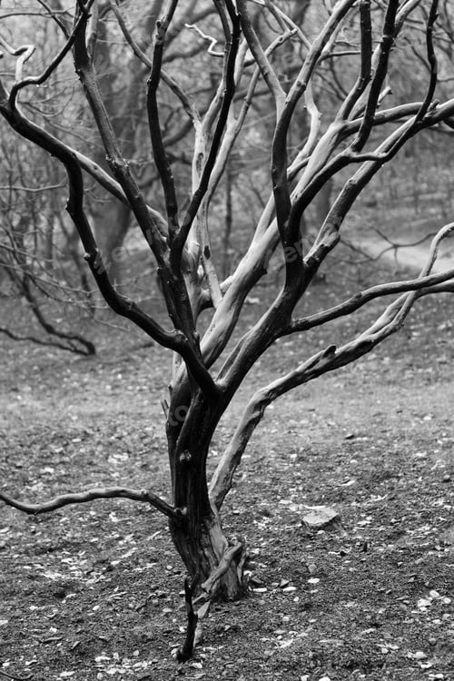 Preview: Grayscale of a manzanita plant tree in a garden