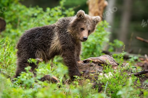 Preview: Little brown bear cub observing in forest in summer nature