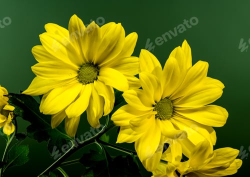 Preview: Close-up of Bright Yellow Chrysanthemum Copa Flowers