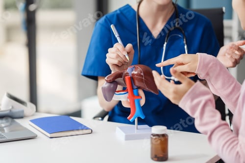 Preview: Caucasian liver professional female doctor explain to asian female patient using human liver model