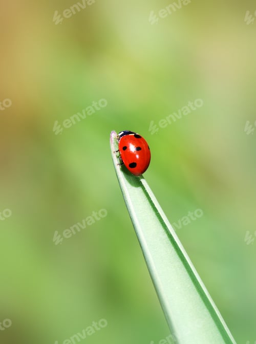 Preview: Ladybug