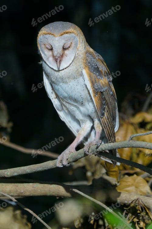 Preview: Barn Owl (Tyto alba) resting on tree branch during the day in the forest