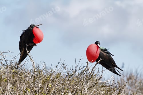 Preview: Two great Frigate Birds