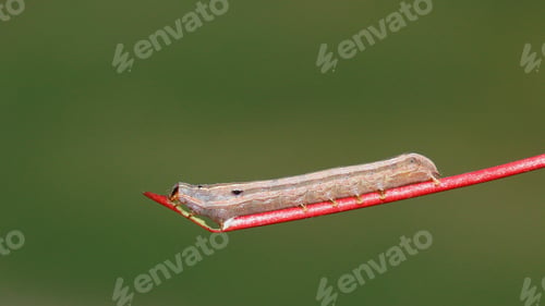 Preview: Caterpillar On Twig - Close Up Photograph Of A Caterpillar On The Tip Of A Small Twig, Eating The