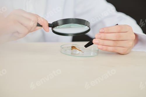Preview: Student examining dragonfly