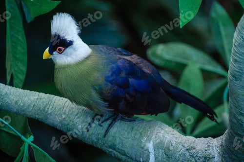 Preview: Beautiful tropical bird with a white head in the park