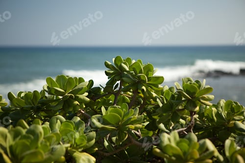 Preview: Plant and sea