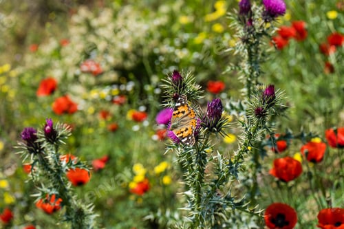Preview: Wild thristle flowers with butterfly