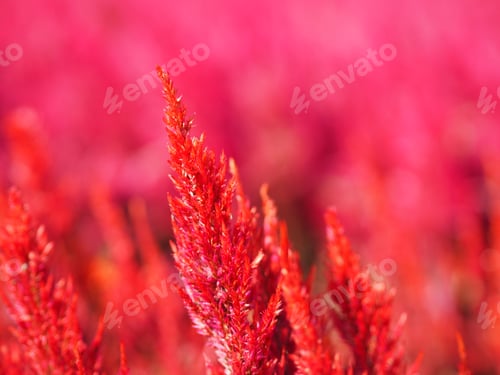 Preview: Cocks comb, Foxtail amaranth, red color Celosia argentea AMARANTHACEAE flowers blooming in garden bl