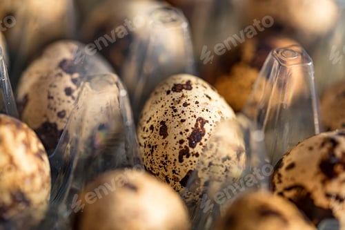 Preview: Quail eggs on old brown wooden surface