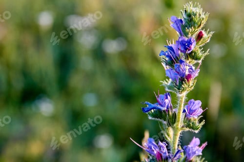 Preview: Close-up blossoming purple flower outdoors on blurred background.