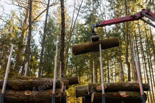 Preview: Crane in forest loading logs in the truck. Timber harvesting and transportation in forest