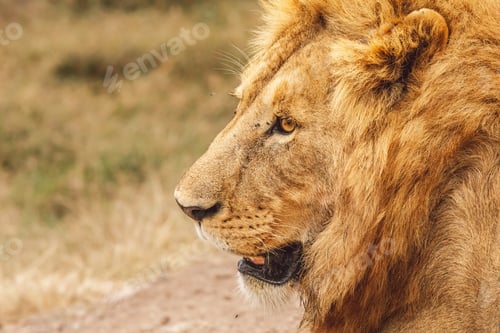 Preview: Lion portrait