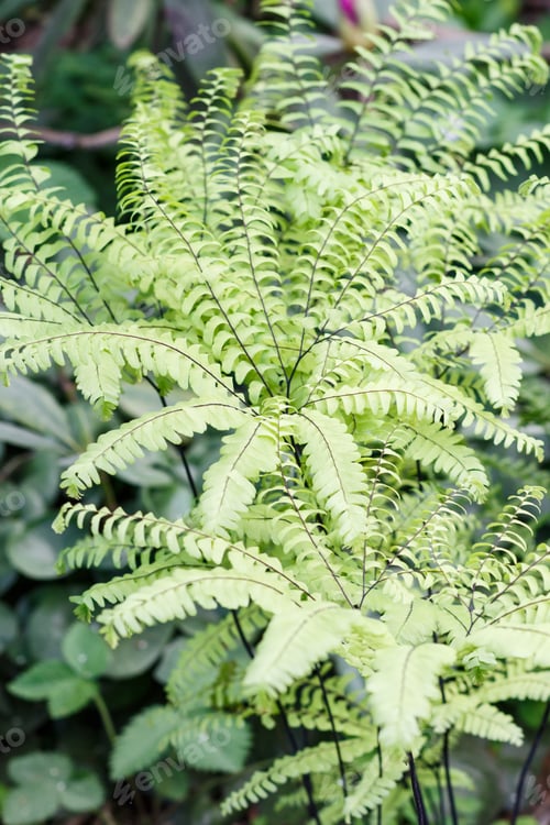 Vista previa: Beautiful maidenhair in the garden.