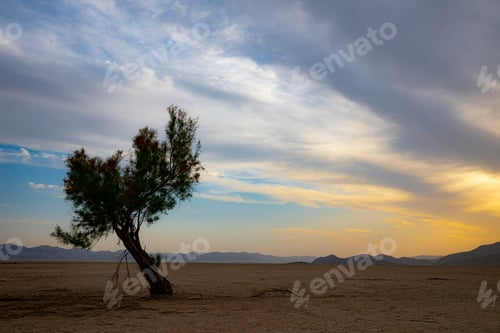 Preview: Solitary tree stands in a vast desert landscape with a dramatic sky at sunset