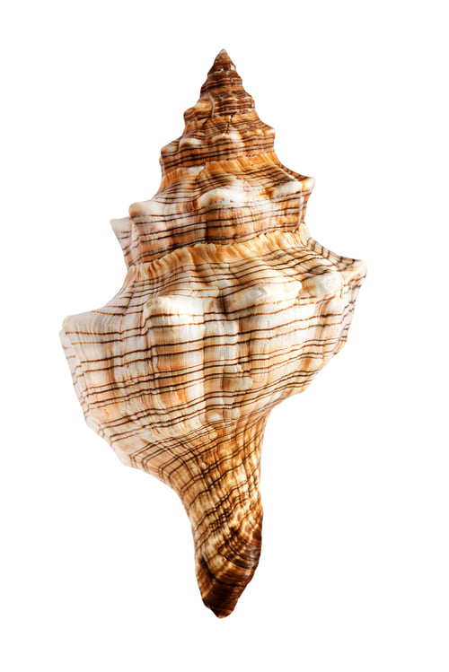 Preview: One beautiful sea shells, ocean, summer and vacation design element isolated on white background