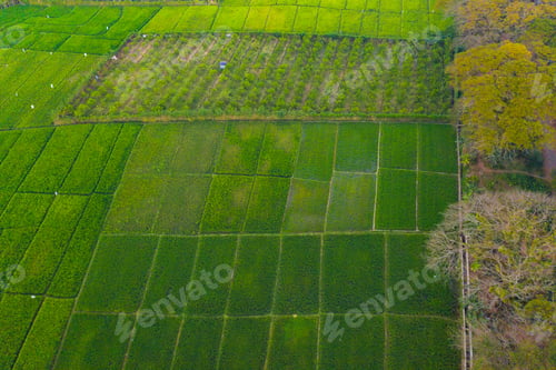 Preview: Paddy rice terraces, green agricultural fields in countryside of mountain hills valley, Vietnam.
