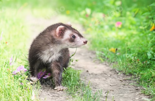 Preview: ferret in nature