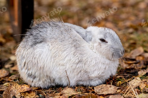 Preview: gray fluffy rabbit sits on the grass.
