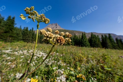 Preview: Wildflowers with mountain backdrop in Glacier National Park.