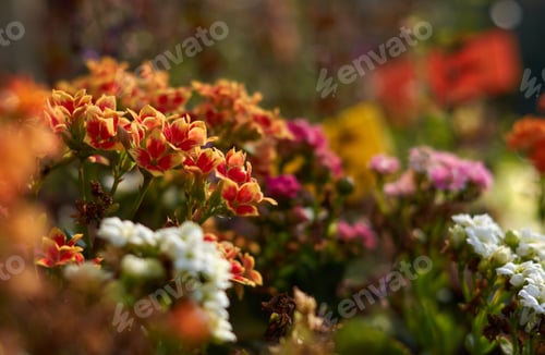 Preview: Orange and White Flowers Blooming in Garden