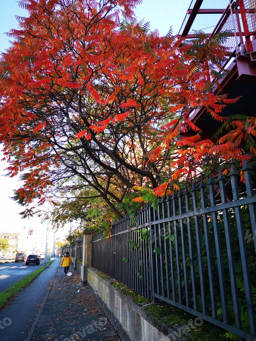 Preview: Person casually walking down a tree-lined sidewalk on a sunny day