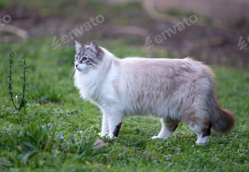 Preview: birman cat in nature