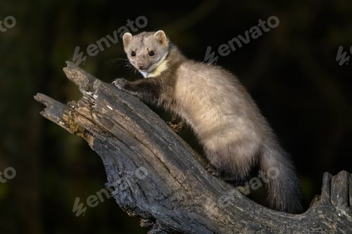 Preview: Stone marten on tree trunk