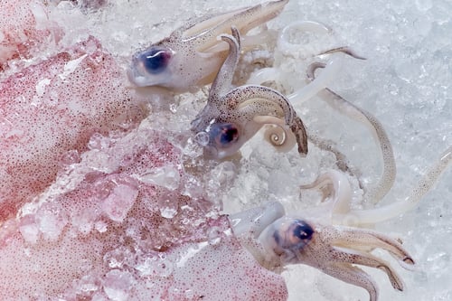 Preview: Close-up view of the squid in the ice
