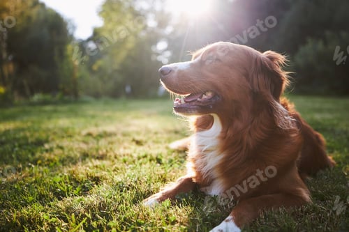 Preview: Beautiful Dog Relaxing in the Sunlit Grass