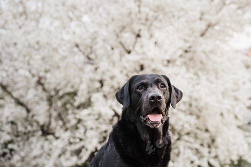 Preview: black labrador dog sitting outdoors in white flowers meadow background.Spring time, nature