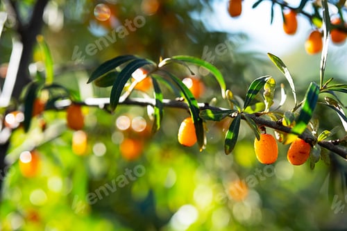 Preview: Hippophae Rhamnoides or Sea Buckthorn Berries in Sunlight on Bush, Shallow Depth of Field.