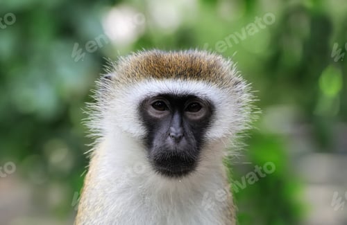 Preview: Vervet Monkey, National park of Kenya