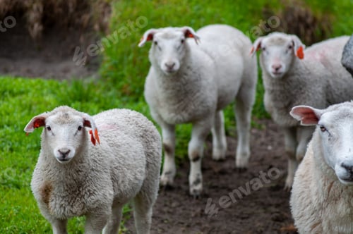 Preview: Sheep family walking to mountains in North of Norway