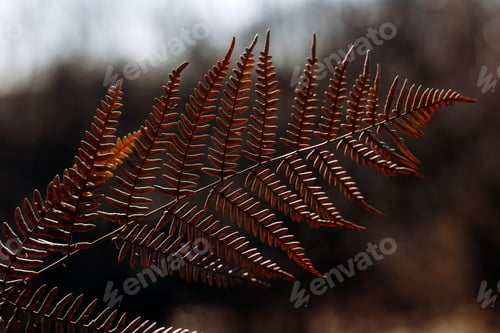 Preview: Dried fern leaf