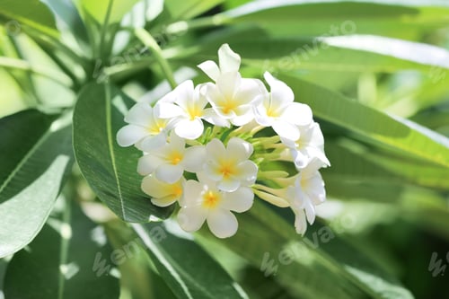 Preview: Beautiful white flowers at tropical resort on sunny day