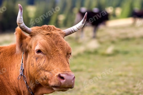 Preview: Big brown cow head portrait close-up on green sunny pasture field bright blurred background. Farming