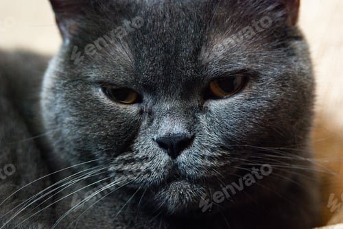 Preview: a gray cat of British or Scottish breed lies on the bed