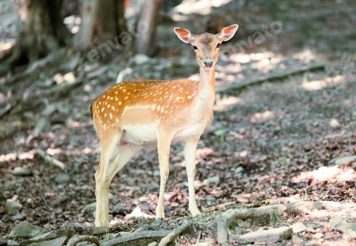 Vorschau: Rotwild im Wald