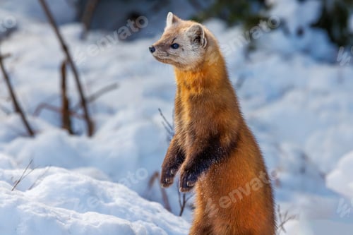 Preview: FurryPine Marten rests in snow beside trees