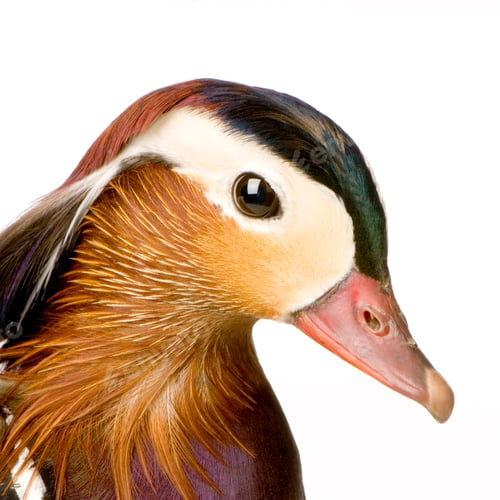 Preview: Mandarin Duck