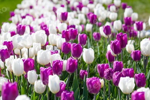 Preview: beautiful tulips in a flowerbed in a city park