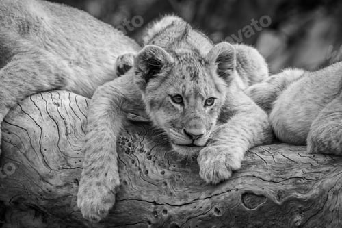 Preview: Lion cubs sitting on a fallen tree.
