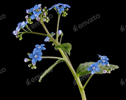 Preview: Blue flowers of brunnera, forget-me-not, myosotis, isolated on black background