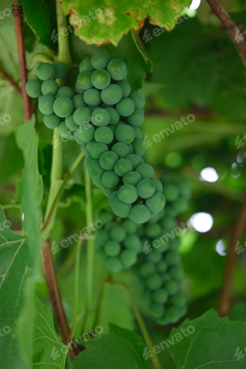Preview: Bunch of unripe green grapes Isabella