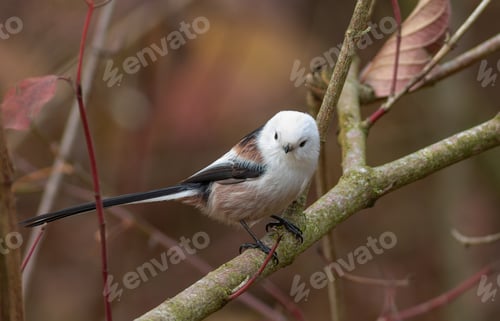 Preview: Long-tailed tit, Aegithalos caudatus. A bird sits on a branch on a beautiful autumn background