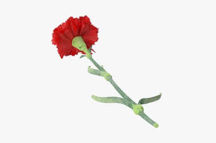 Preview: Red Carnation Laying Single Stem