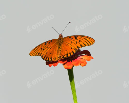 Preview: Gulf fritillary butterfly on a vibrant flower against a plain background. Dover, Tennessee