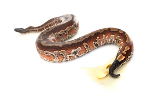 Preview: Python brongersmai in studio